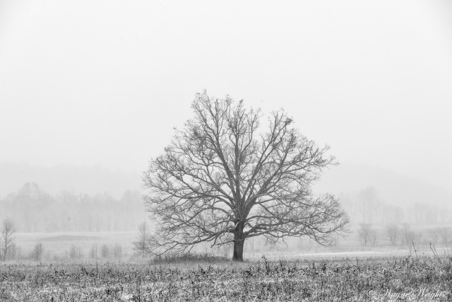 "The Tree in an early snow storm"